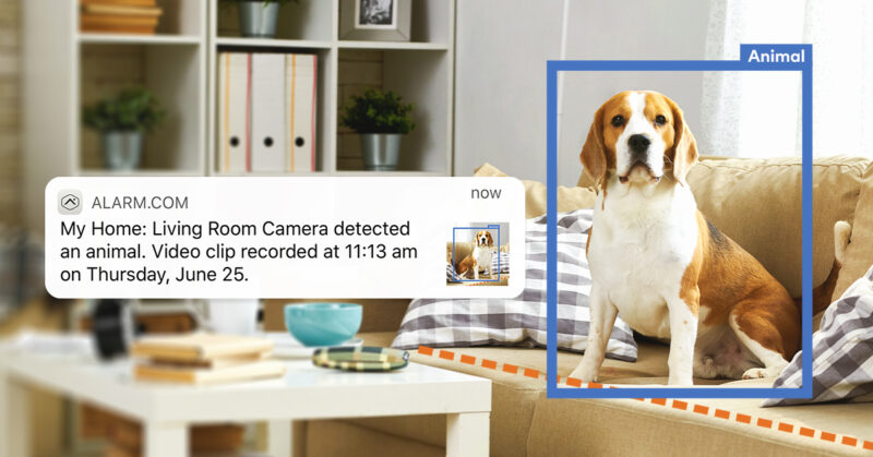 camera showing dog on couch with alarm.com message saying: "My Home: Living Room Camera detected an animal. Video clip recorded at 11:13 a.m. on Thursday, June 25."
